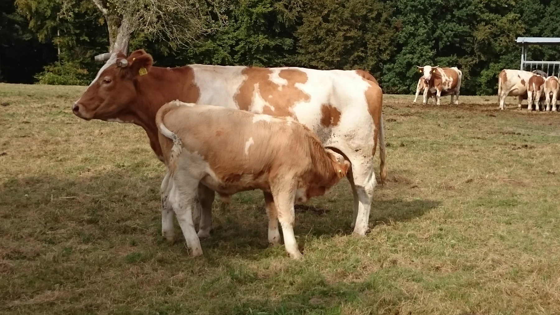 Unser Hofleben