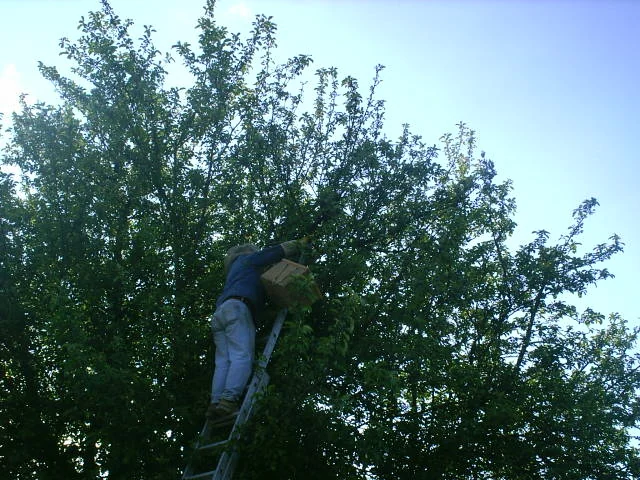 Ein Bienenschwarm wird am Baum eingefangen