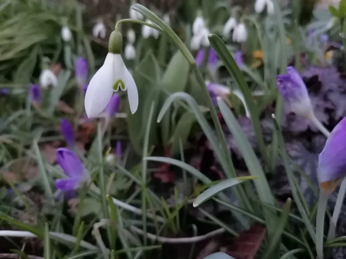 Frühlingsblüten