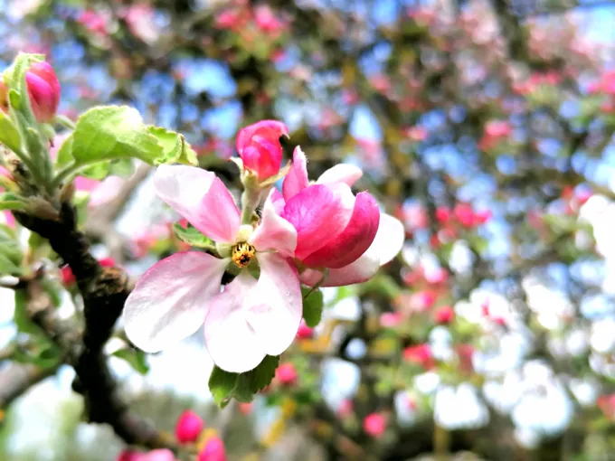 Blüten im Frühling