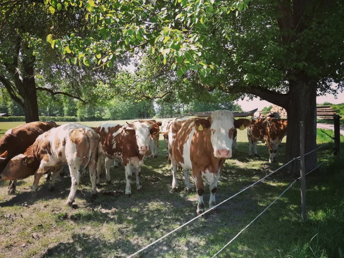 Unsere Tiere im Schatten